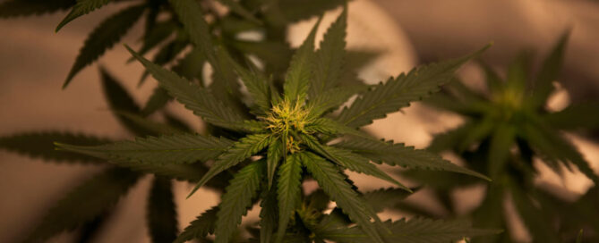 Cannabistherapie in Duisburg